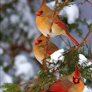 Meet your Posher, Melinda